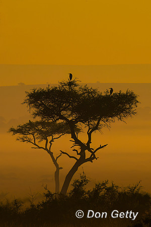 Masai Mara