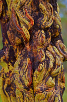 TreeBark_Z2F0773