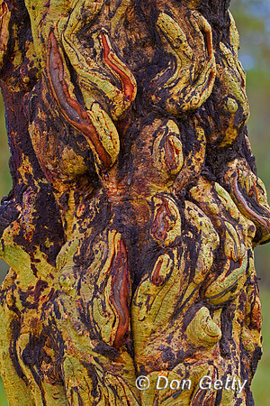 TreeBark_Z2F0773