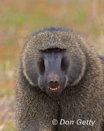 Olive Baboon