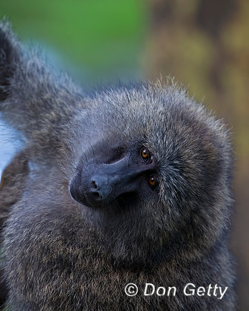 Olive Baboon