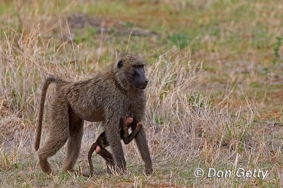 Olive Baboon