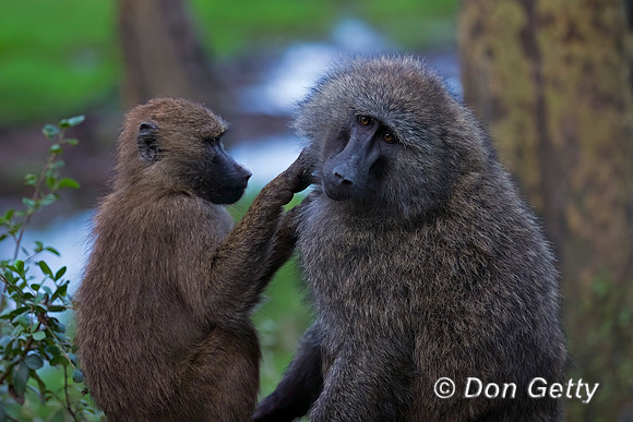 Olive Baboon