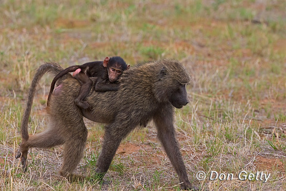 Olive Baboon