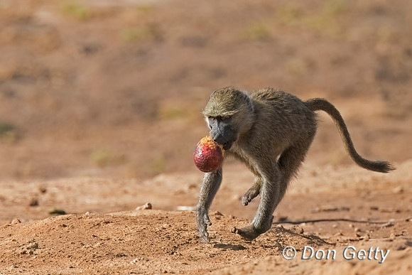 Olive Baboon