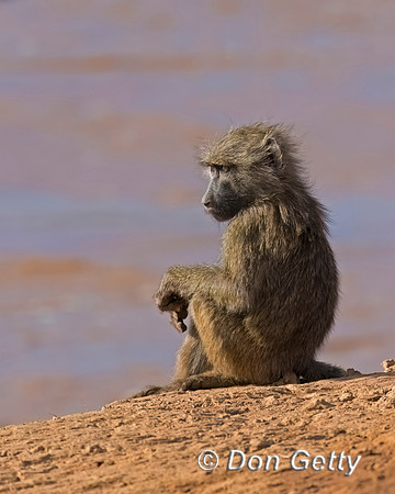 Olive Baboon