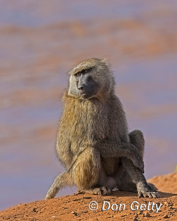 Olive Baboon