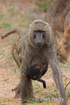 Olive Baboon