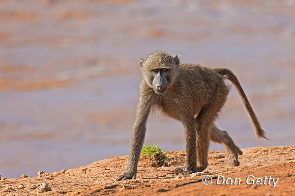 Olive Baboon