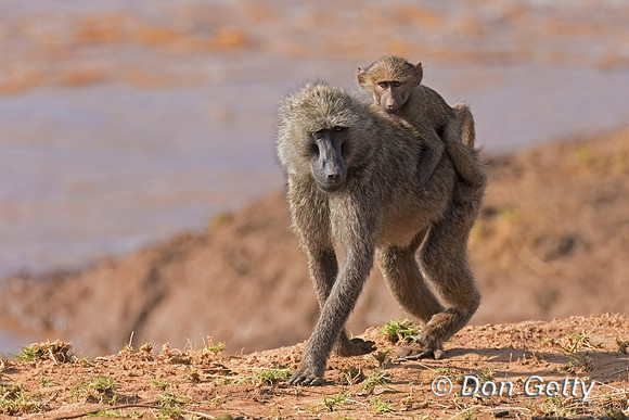 Olive Baboon