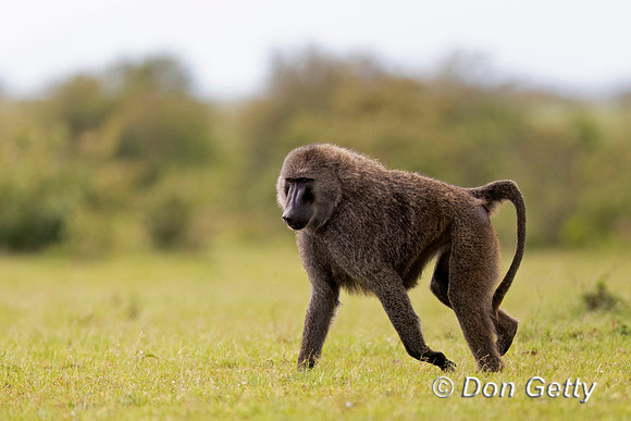 Olive Baboon