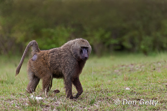 Olive Baboon