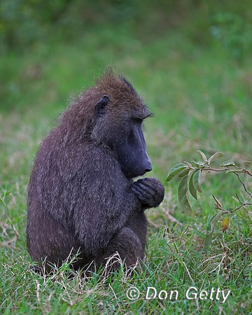 Olive Baboon