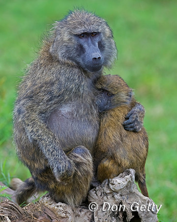 Olive Baboon