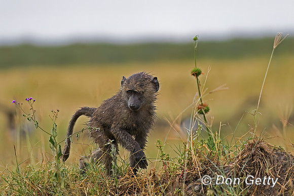 Olive Baboon