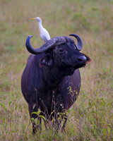 African Buffalo