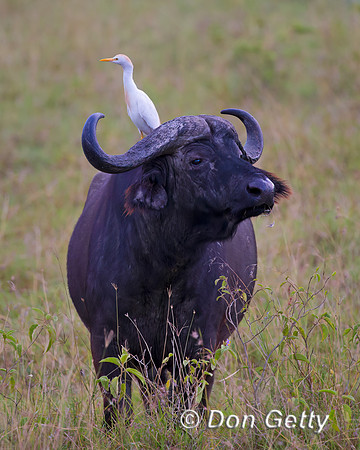 African Buffalo