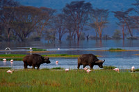 African Buffalo