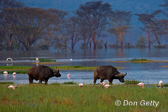 African Buffalo