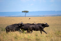 African Buffalo