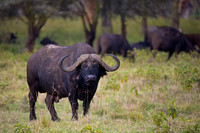 African Buffalo