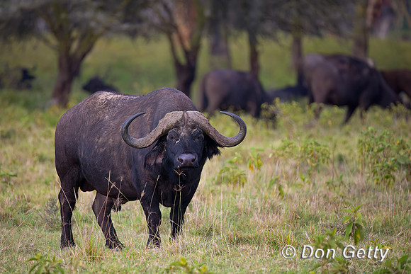 African Buffalo