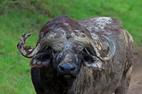 African Buffalo