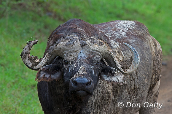 African Buffalo