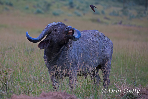 African Buffalo