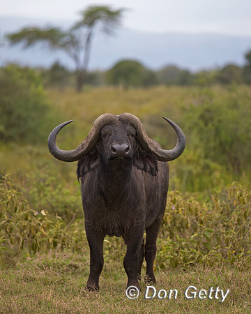 African Buffalo