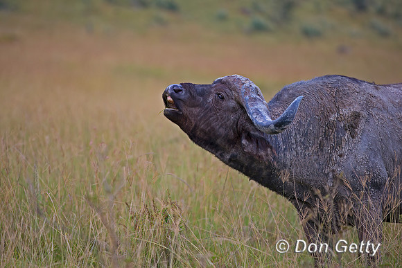 African Buffalo