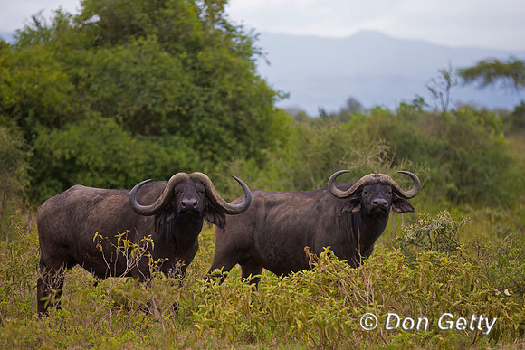 African Buffalo