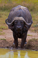 African Buffalo