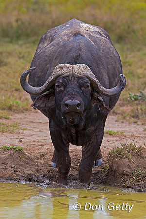 African Buffalo