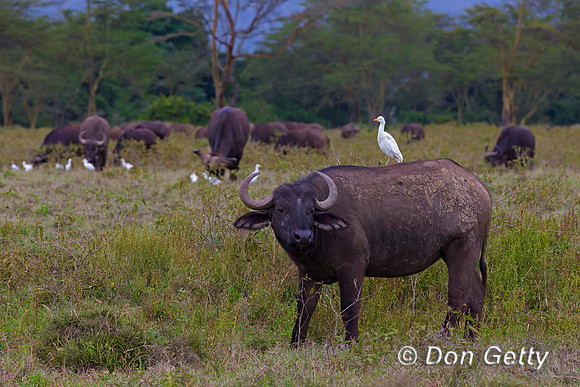 African Buffalo