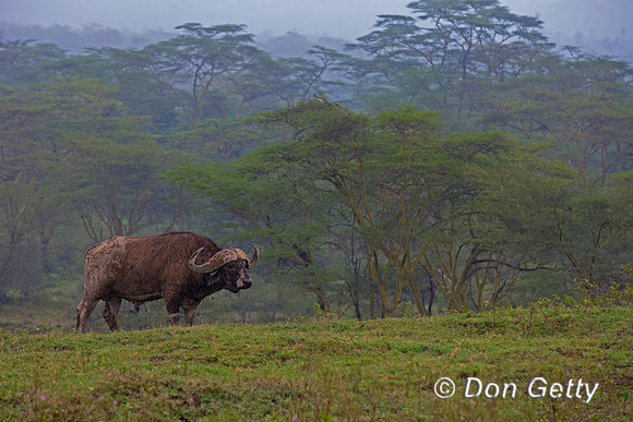 African Buffalo