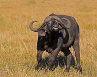 African Buffalo
