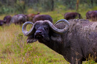 African Buffalo