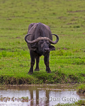 African Buffalo