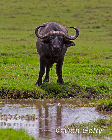 African Buffalo