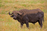 African Buffalo