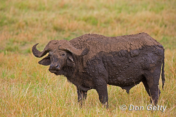 African Buffalo
