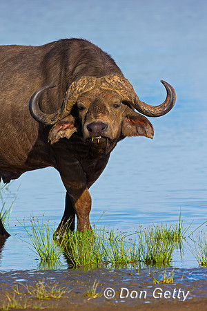 African Buffalo