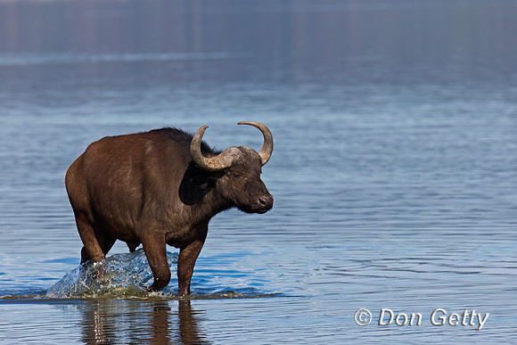 African Buffalo