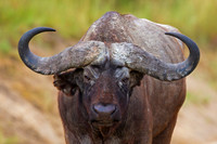 African Buffalo