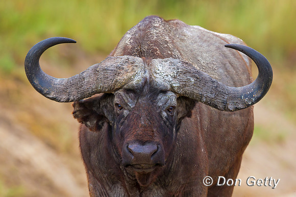 African Buffalo