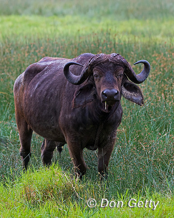 African Buffalo