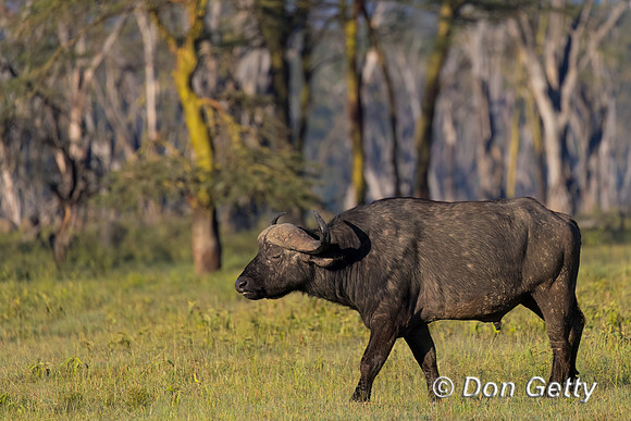 African Buffalo
