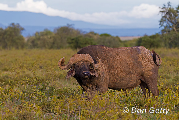 African Buffalo