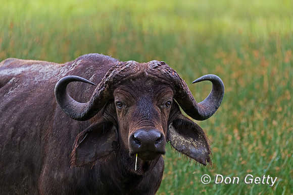 African Buffalo